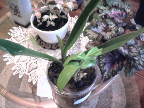 Paphiopedilum Vénusz papucsa és Dendrobium Nobile Vesszős orchidea