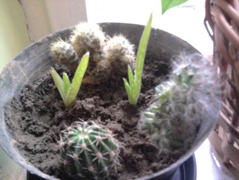 Kaktuszok és aloék Gabitól